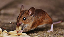 24 Hour & Emergency Exterminators in Topton, PA